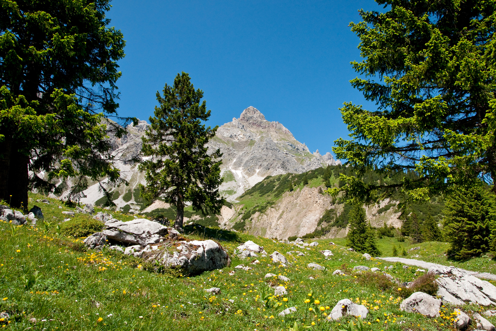 Die Umgebung der Zirbe in Südtirol